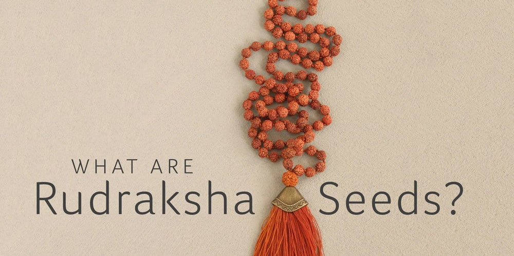What Are Rudraksha Seeds? - Buddha Groove
