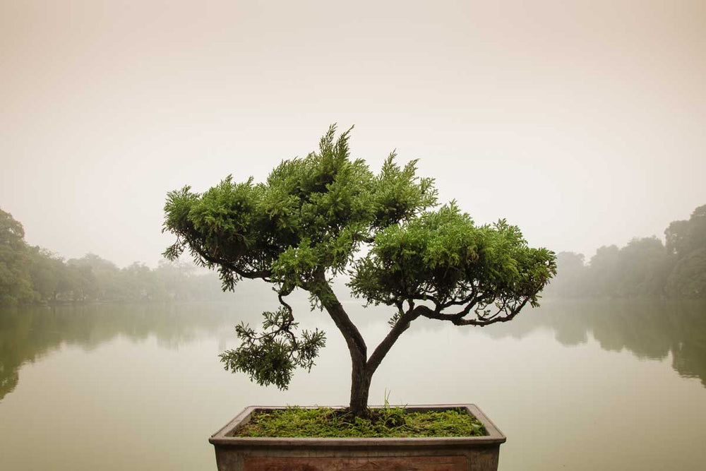 Six Steps to Transforming Self-Quarantine into a Spiritual Retreat - Buddha Groove