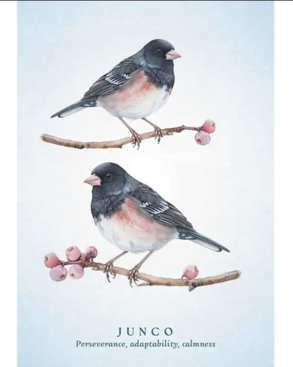 Spiritual Meaning of Birds Oracle - 50 - Card Nature Wisdom Deck by Arin Murphy - Hiscock - Books