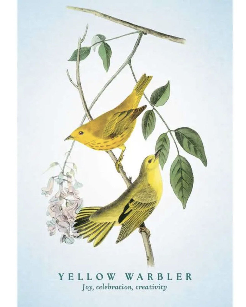 Spiritual Meaning of Birds Oracle - 50 - Card Nature Wisdom Deck by Arin Murphy - Hiscock - Books