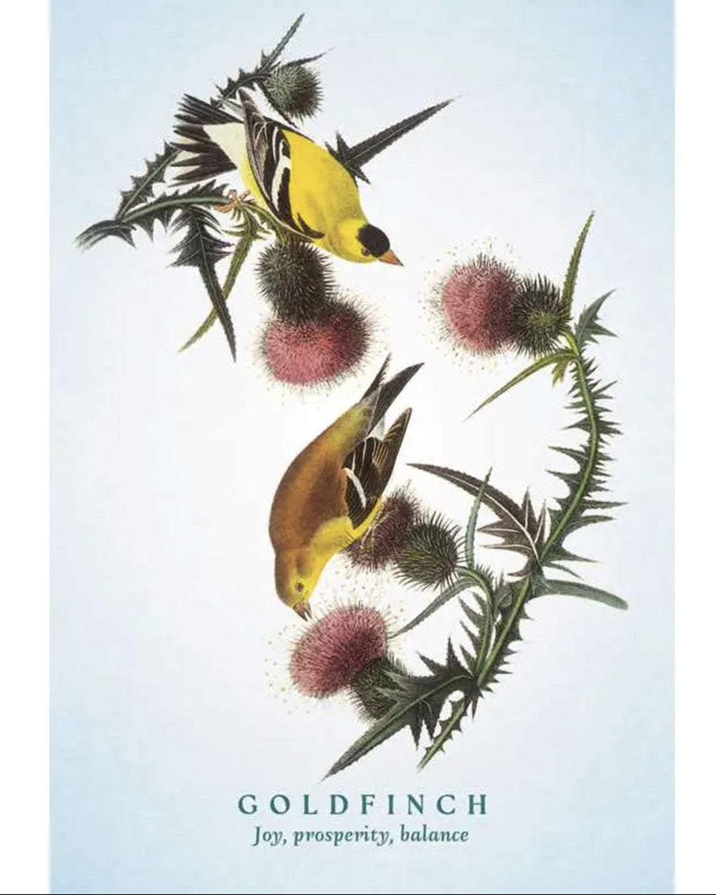 Spiritual Meaning of Birds Oracle - 50 - Card Nature Wisdom Deck by Arin Murphy - Hiscock - Books